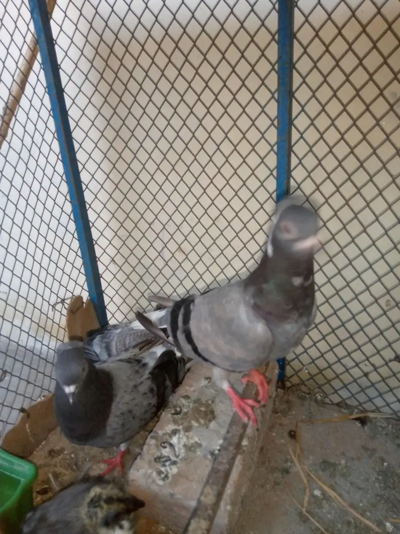 Goly Pigeon Breeder Pair with 2 Chicks Are Avalible For Sale — photo 6