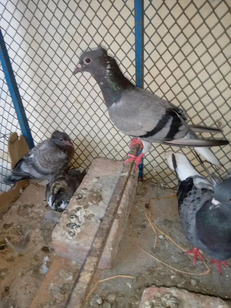 Goly Pigeon Breeder Pair with 2 Chicks Are Avalible For Sale — photo 7