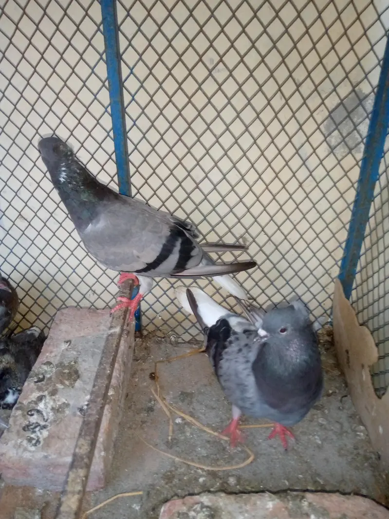 Goly Pigeon Breeder Pair with 2 Chicks Are Avalible For Sale — photo 8