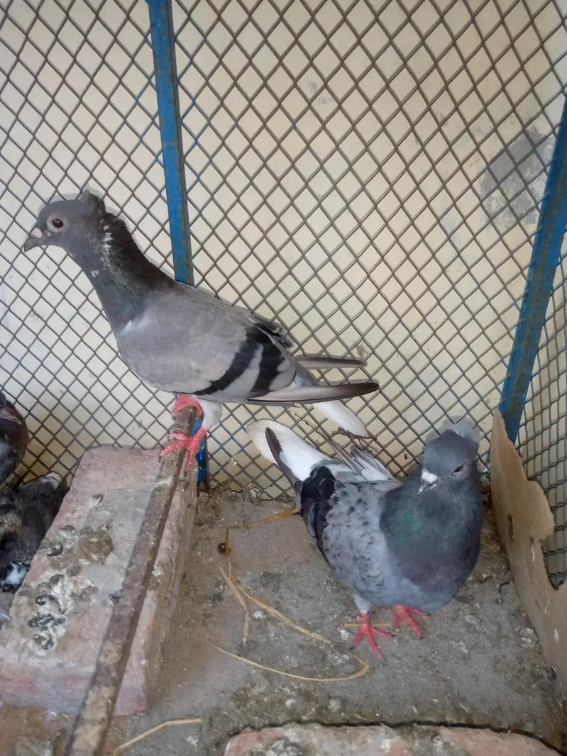 Goly Pigeon Breeder Pair with 2 Chicks Are Avalible For Sale — photo 9