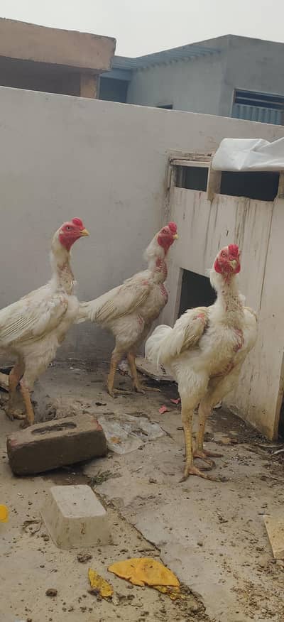 White Hera Old Line Bread H Double Jour Waly Male H