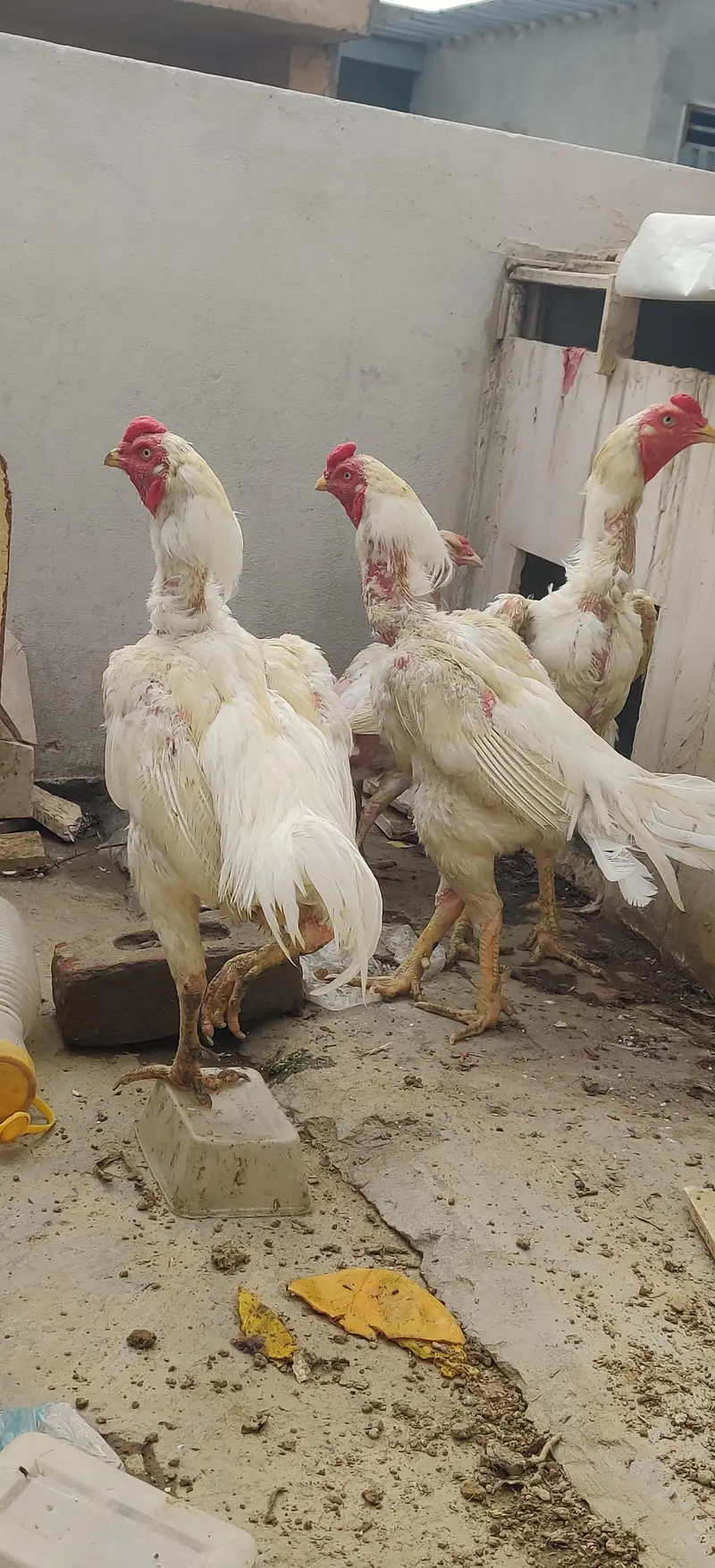 White Hera Old Line Bread H Double Jour Waly Male H — photo 2