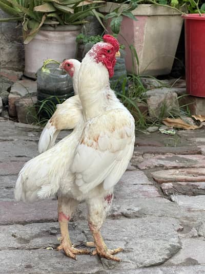 ko shamo breedr pair