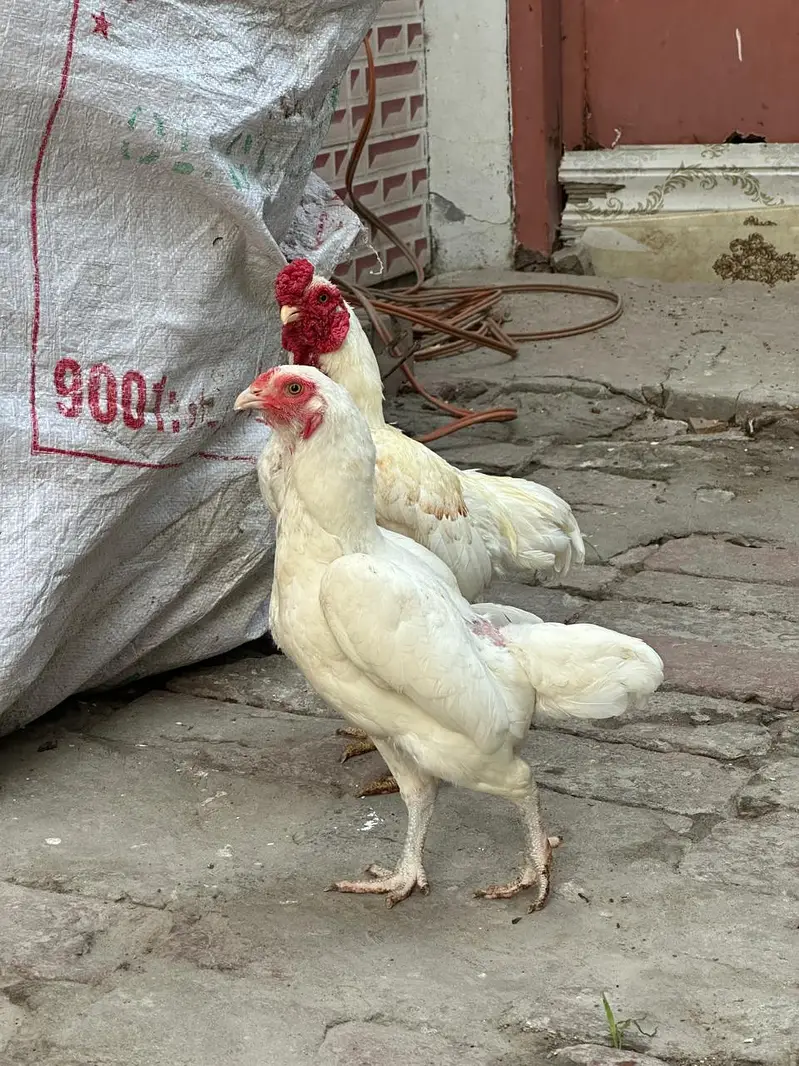 ko shamo breedr pair — photo 2