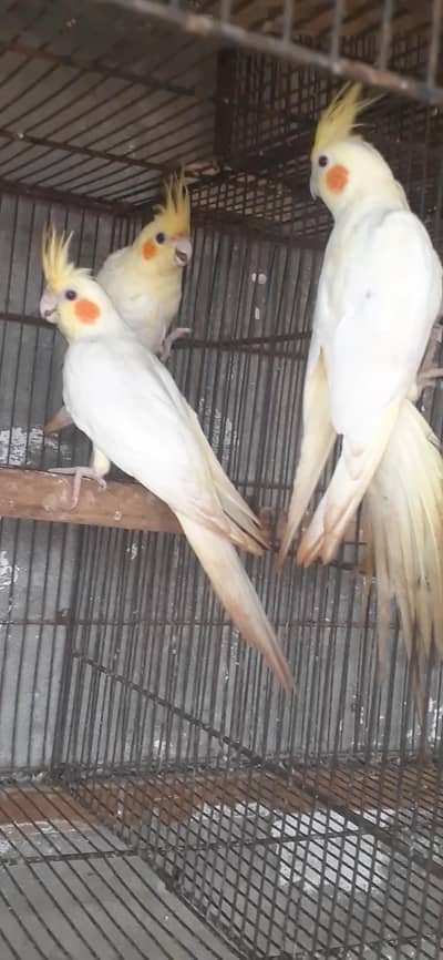 breader pair
