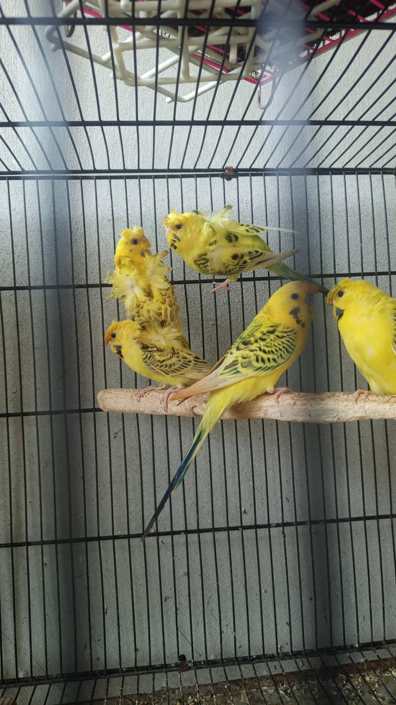 lemon TCB 0
