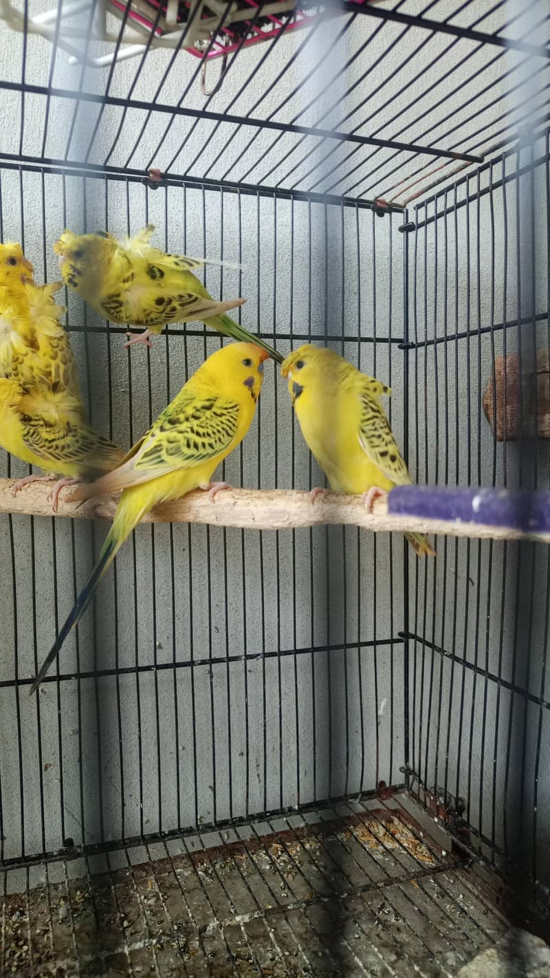 lemon TCB 1