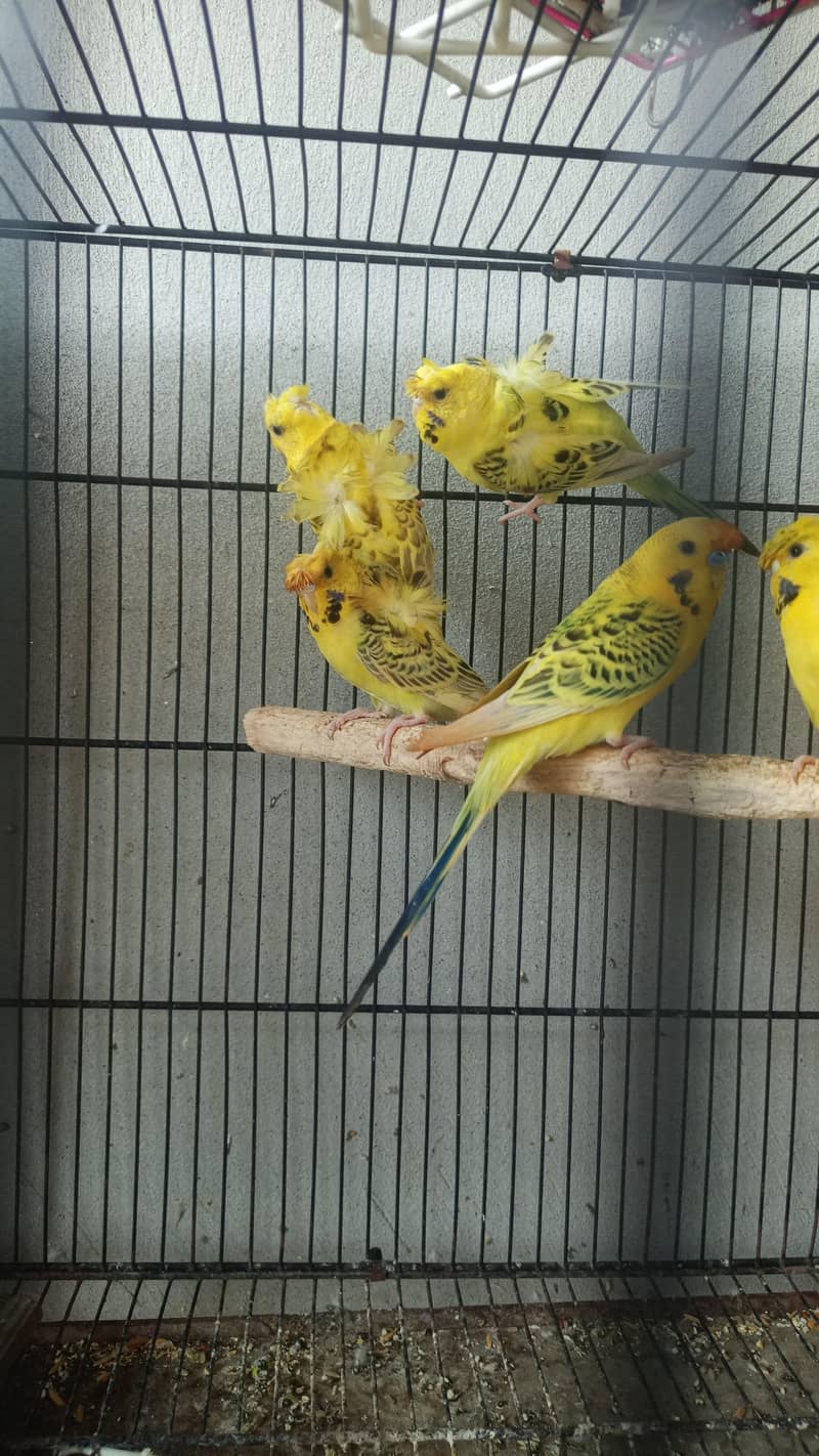 lemon TCB 2