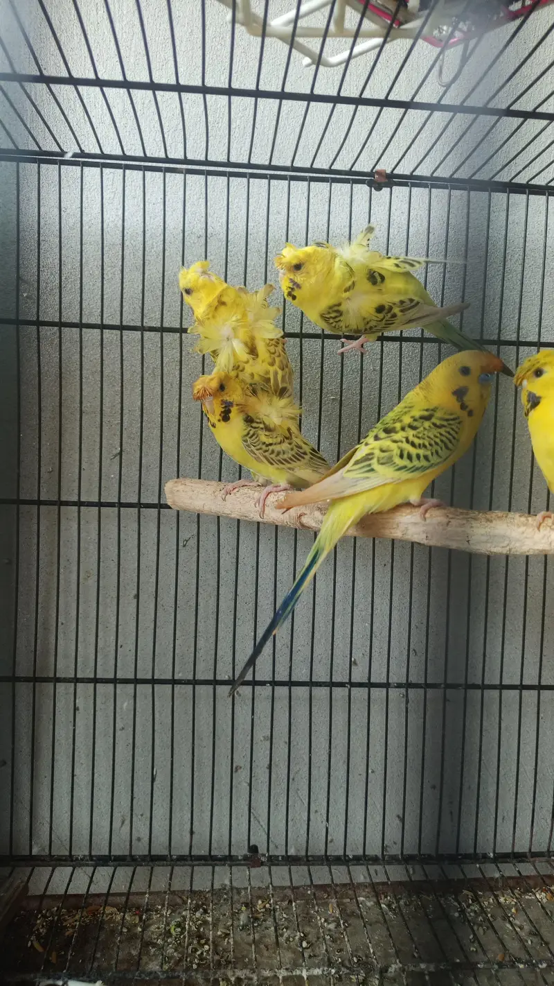 lemon TCB — photo 3