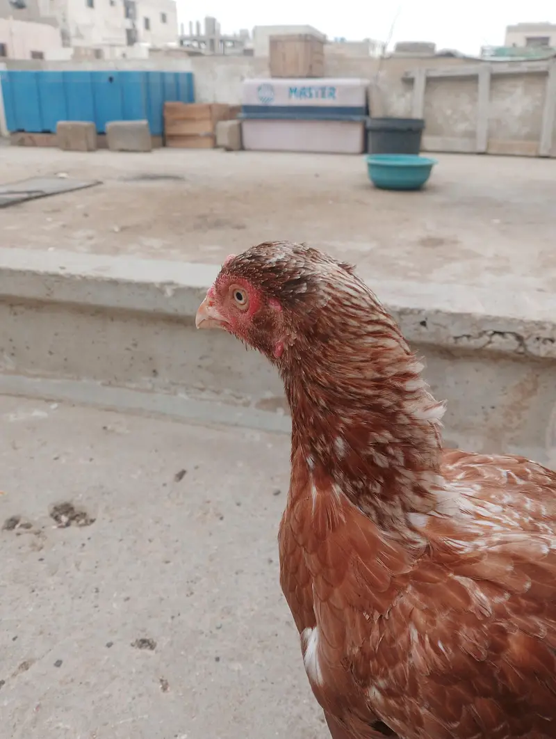 aseel mianwali — photo 2