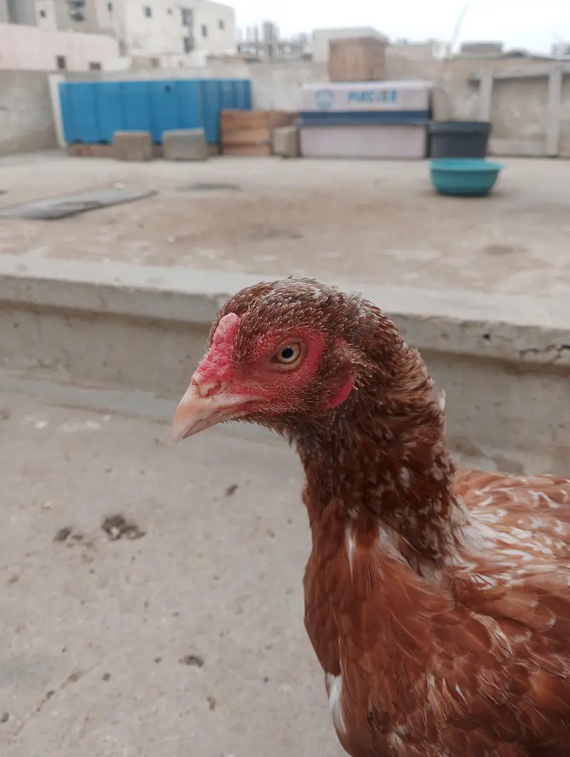 aseel mianwali — photo 3