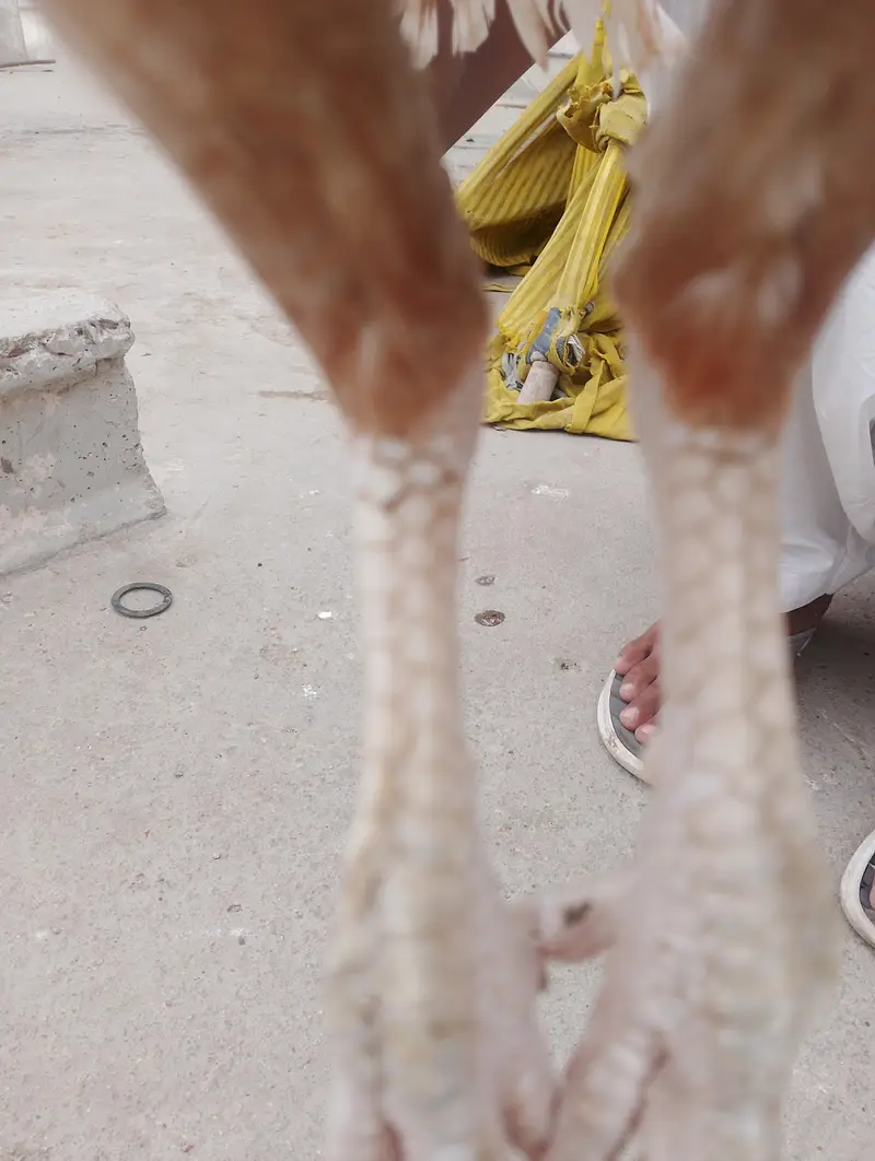 aseel mianwali — photo 4