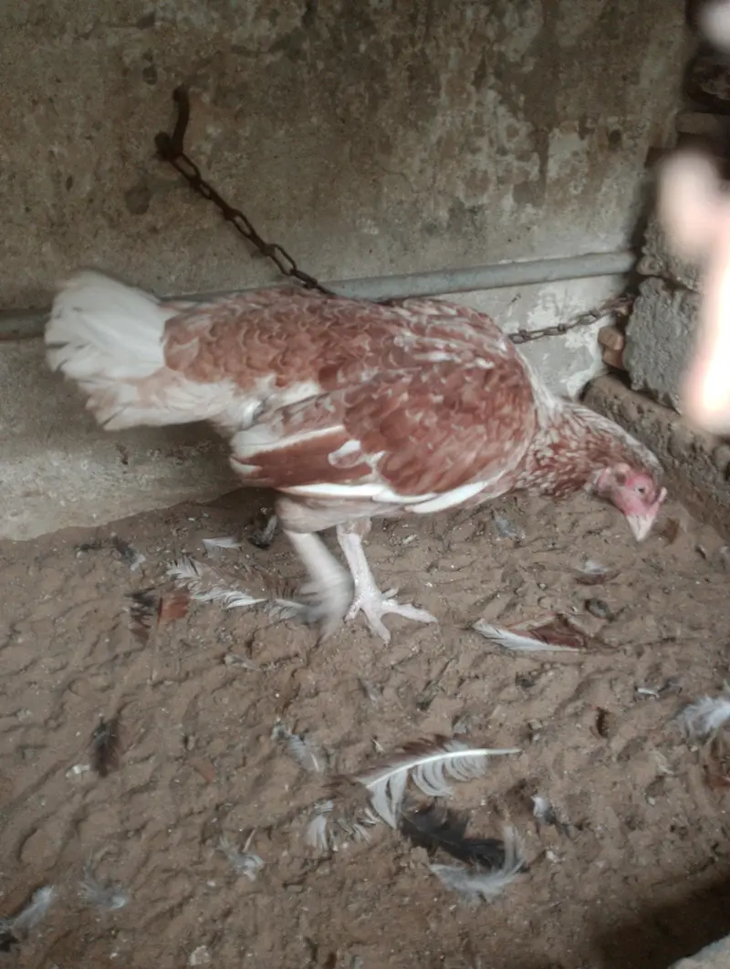aseel mianwali — photo 5