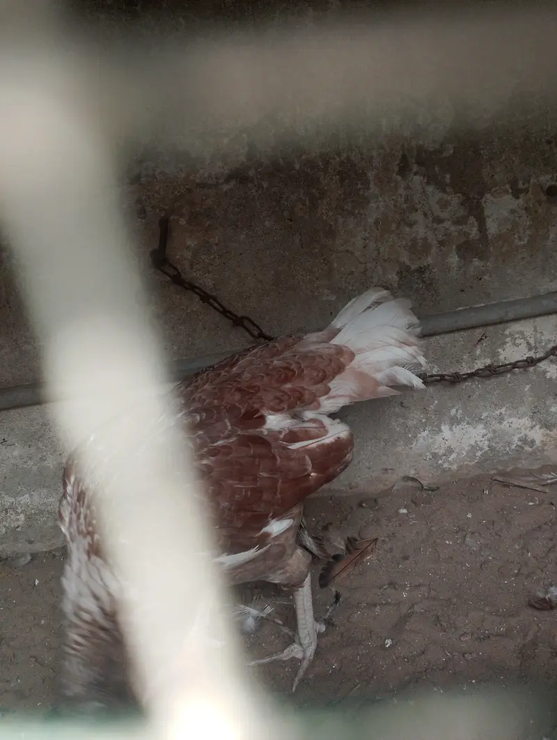 aseel mianwali — photo 7