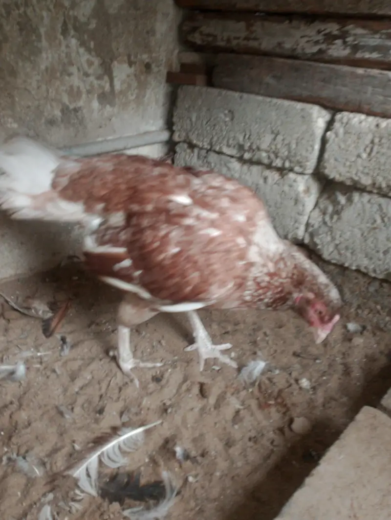 aseel mianwali — photo 8