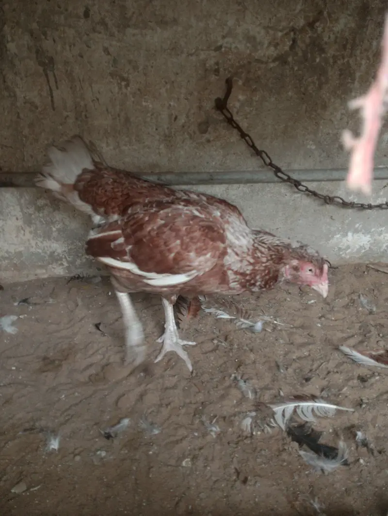 aseel mianwali — photo 9