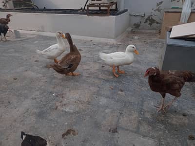 duck for sale