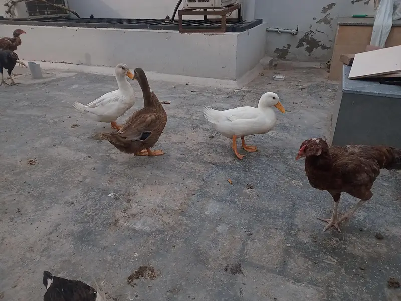 duck for sale