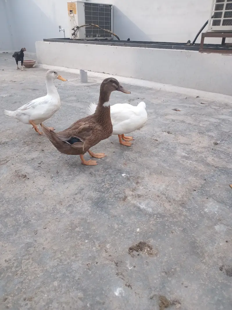 duck for sale — photo 2