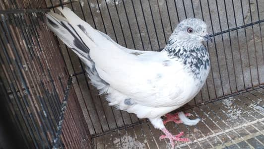 Aseel Kabotar Male Available