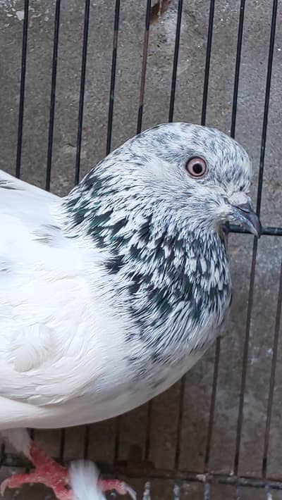 Aseel Kabotar Male Available