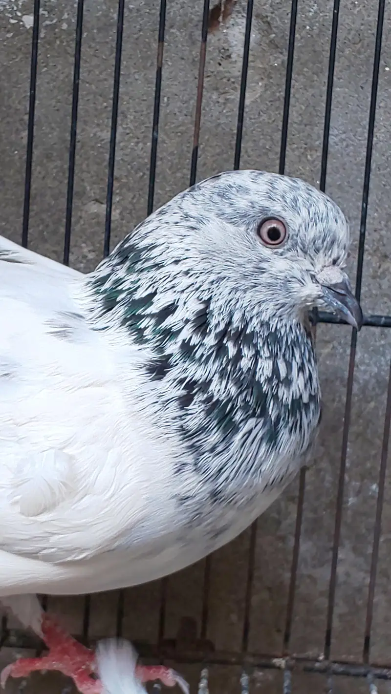 Aseel Kabotar Male Available