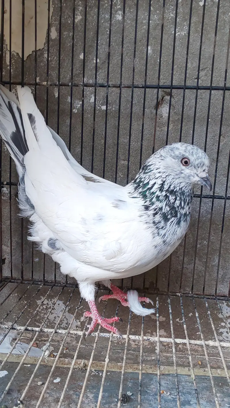 Aseel Kabotar Male Available — photo 2