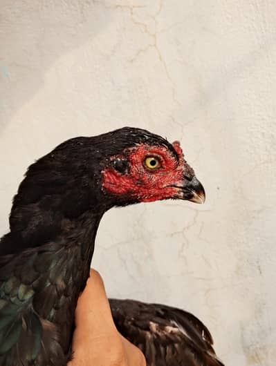 aseel mushki Madi home breed
