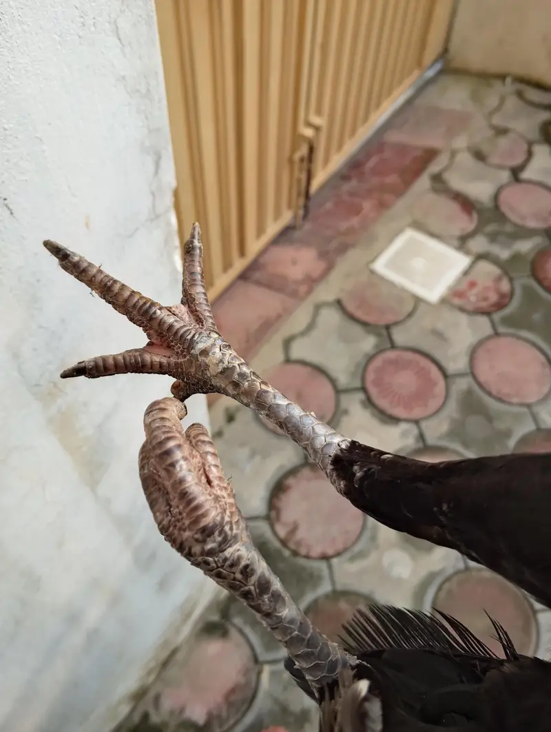 aseel mushki Madi home breed — photo 2