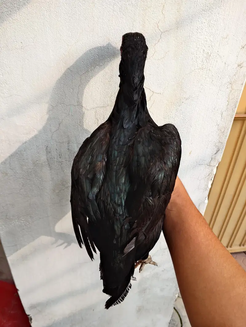 aseel mushki Madi home breed — photo 3