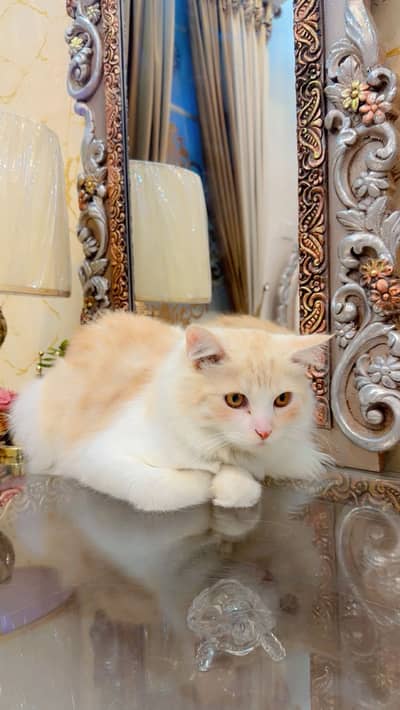 Persian Male cat, Fully trained