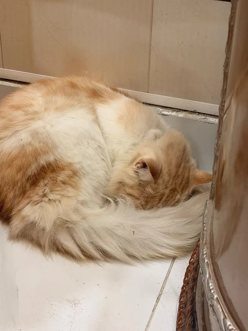 Persian Male cat, Fully trained — photo 2