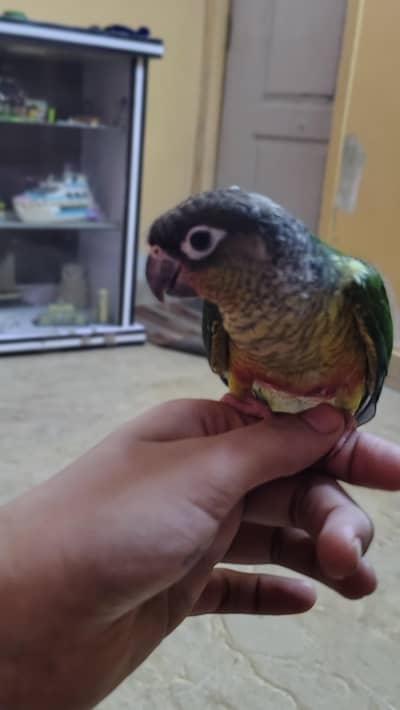 Green cheek yellow sided red factor sami tame Conure