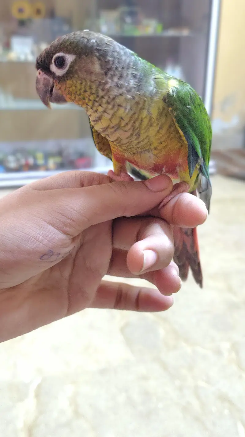 Green cheek yellow sided red factor sami tame Conure — photo 2