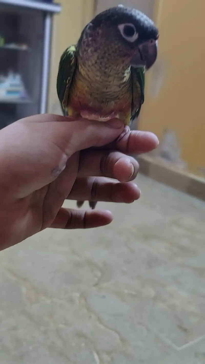Green cheek yellow sided red factor sami tame Conure — photo 3