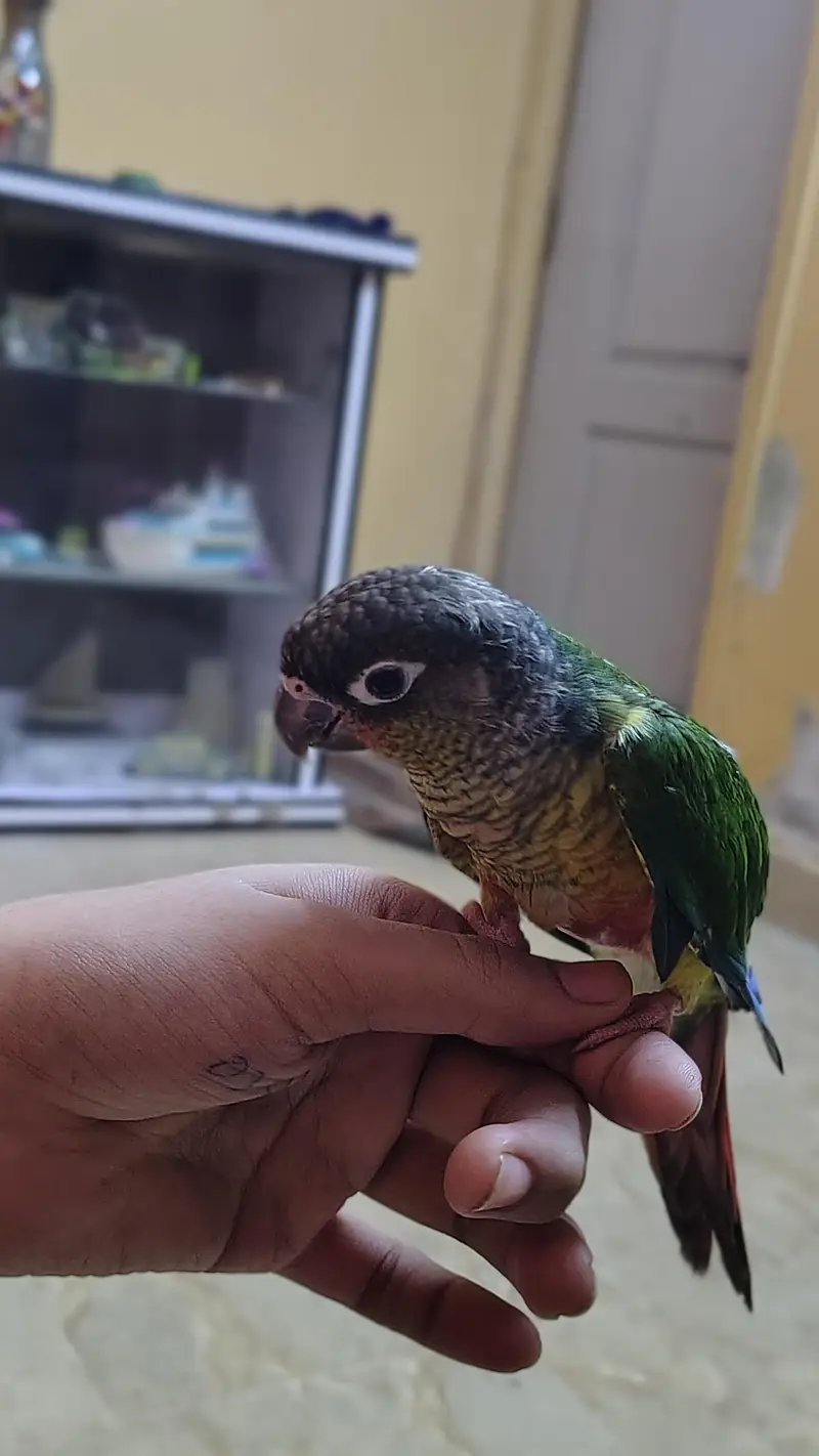 Green cheek yellow sided red factor sami tame Conure — photo 4
