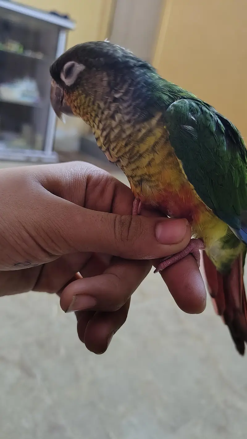 Green cheek yellow sided red factor sami tame Conure — photo 5