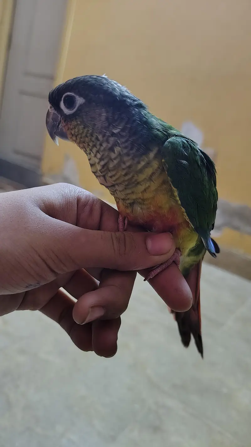 Green cheek yellow sided red factor sami tame Conure — photo 6