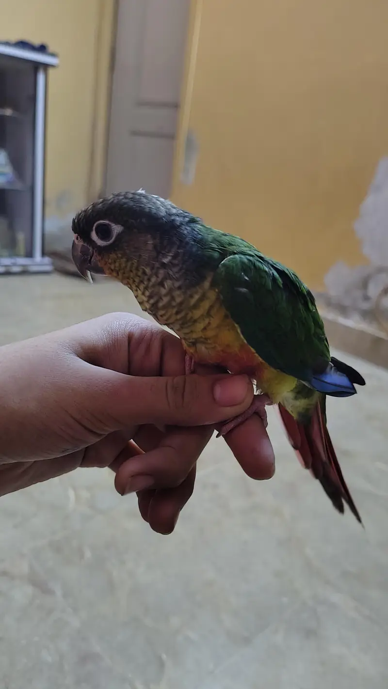 Green cheek yellow sided red factor sami tame Conure — photo 7