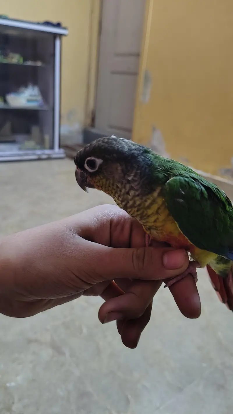 Green cheek yellow sided red factor sami tame Conure — photo 8