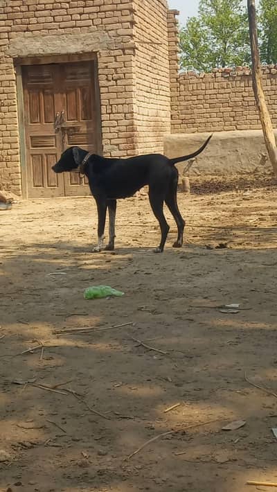 beautiful dog