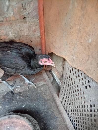 aseel hens
