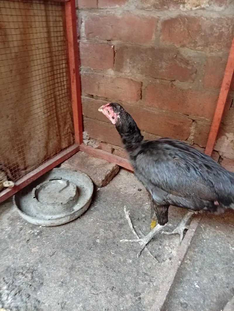 aseel hens — photo 2