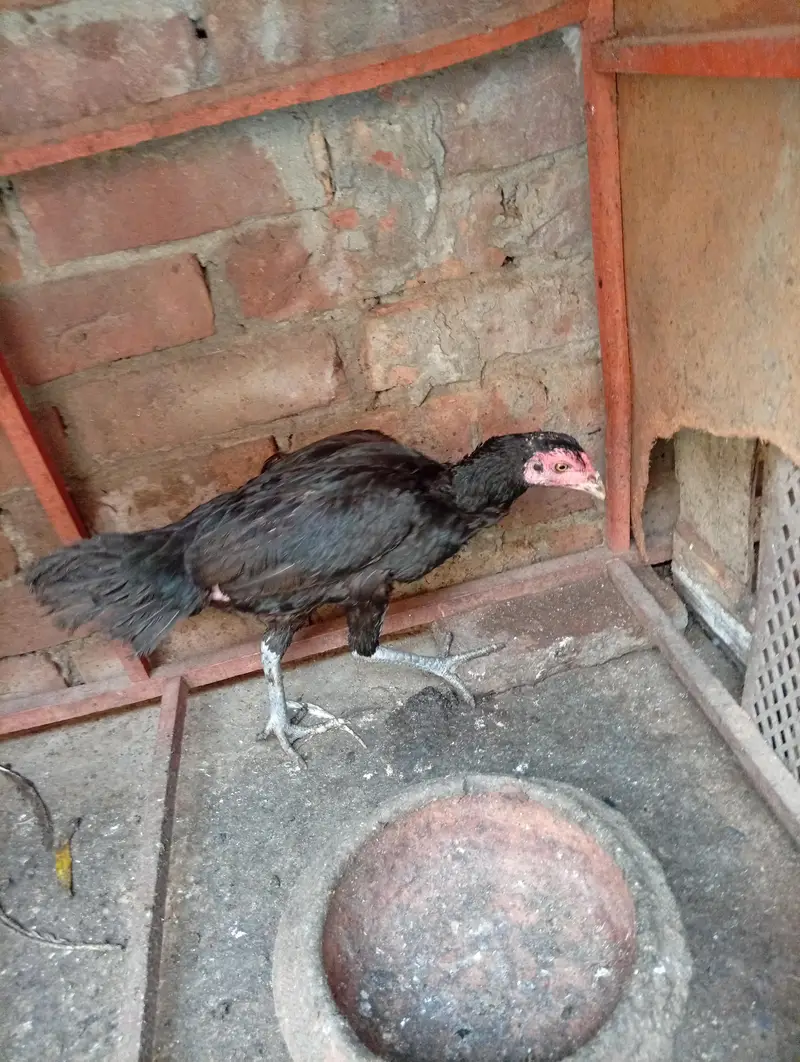 aseel hens — photo 3