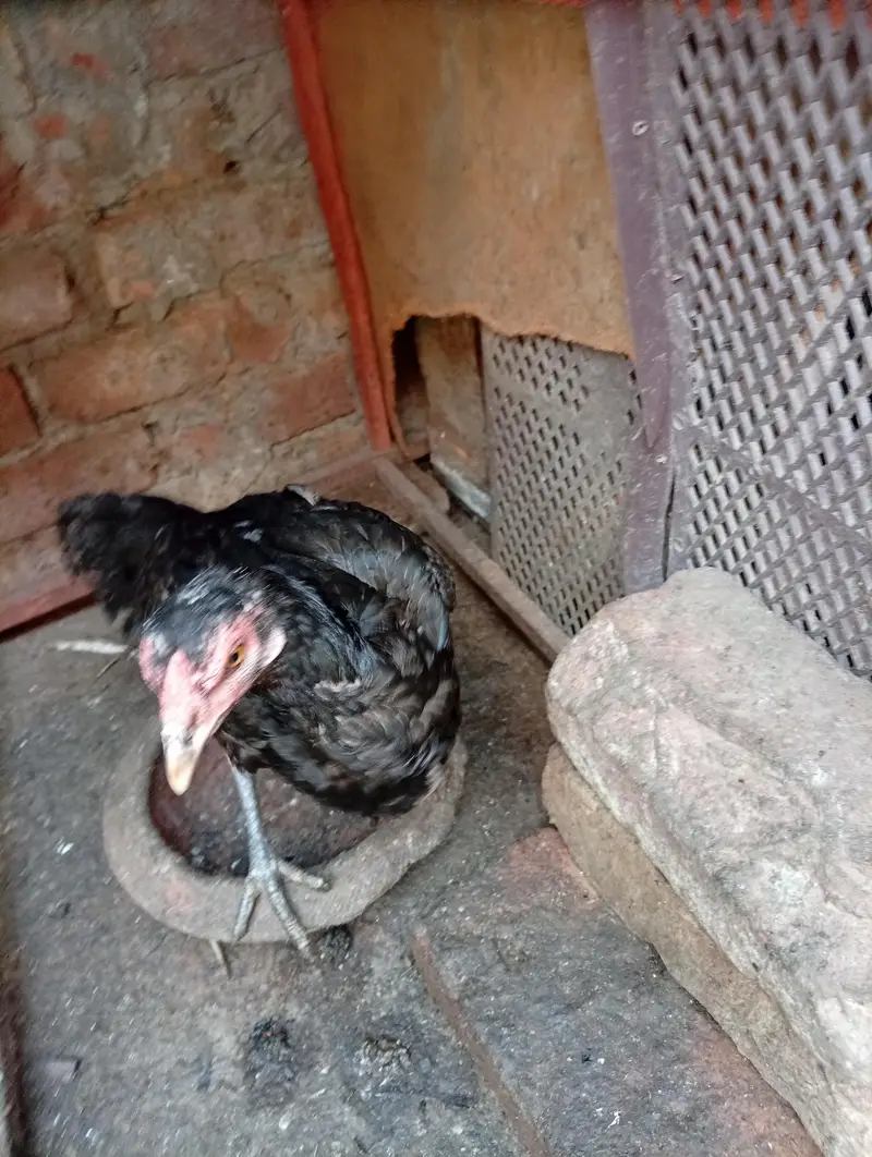 aseel hens — photo 4