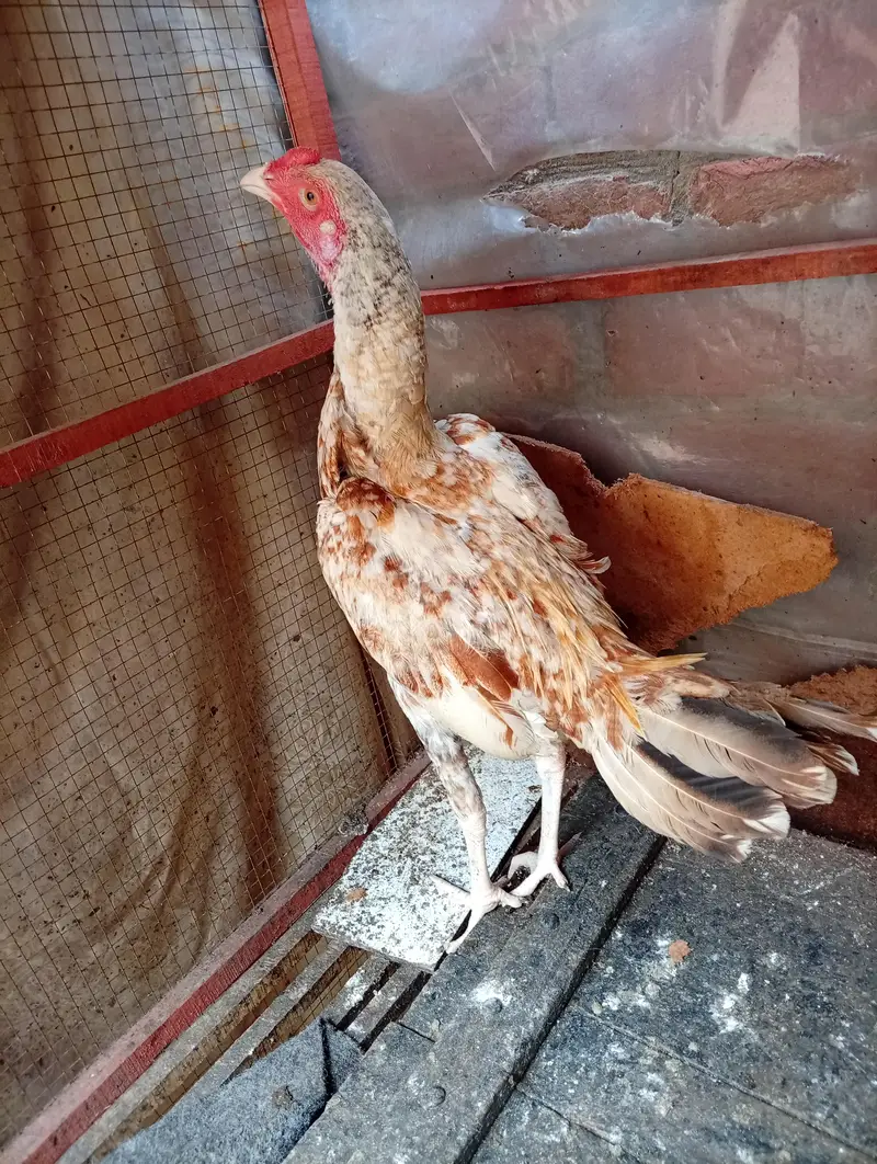 aseel hens — photo 5
