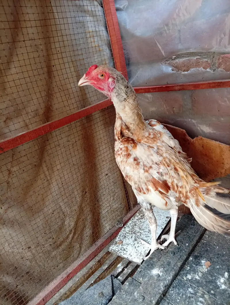 aseel hens — photo 6