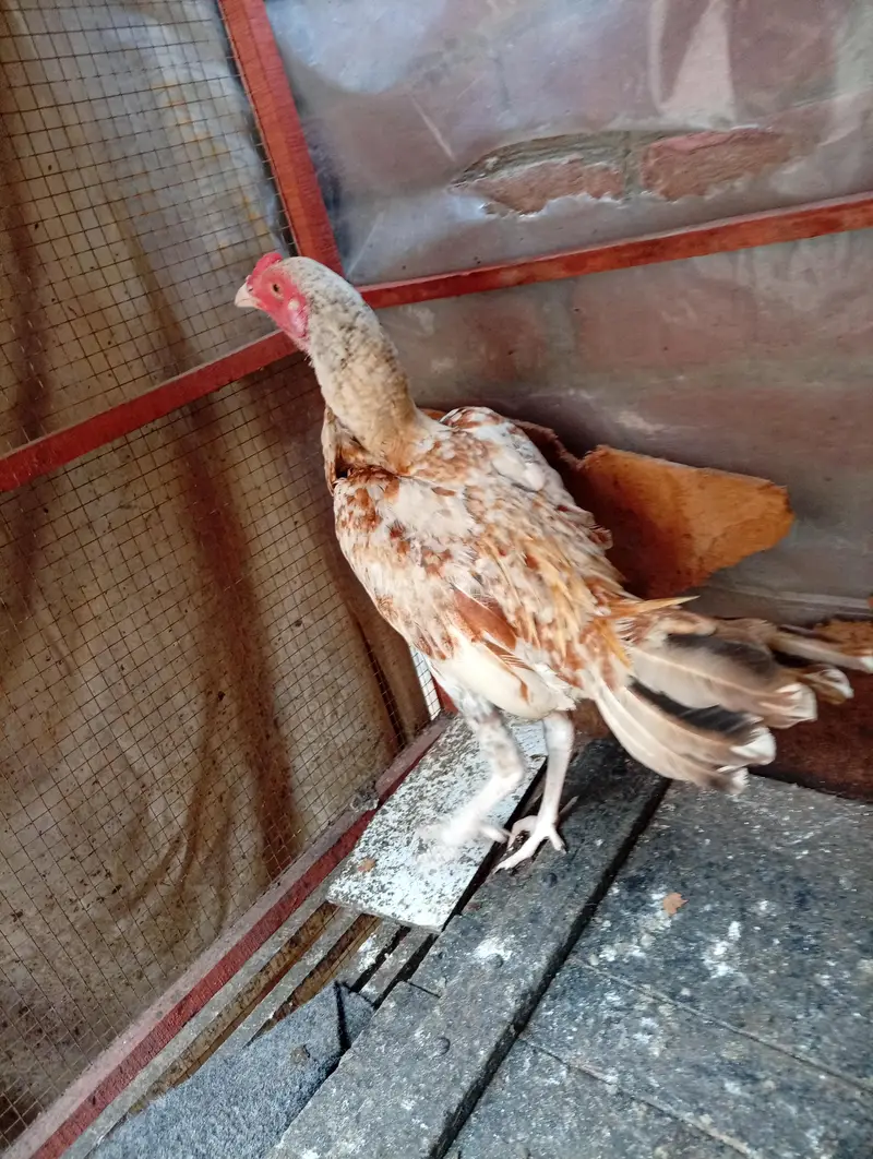 aseel hens — photo 7