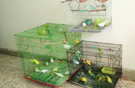 29 Budgies — Male & Female — Various Colors