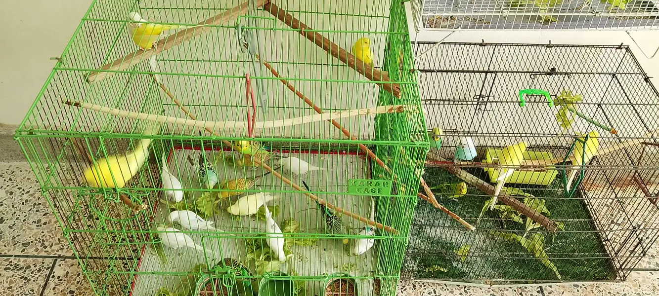 29 Budgies — Male & Female — Various Colors — photo 2